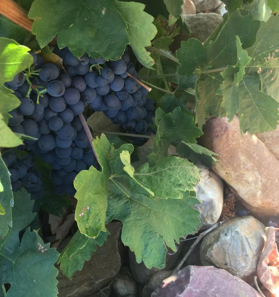 Our Winemaking Process