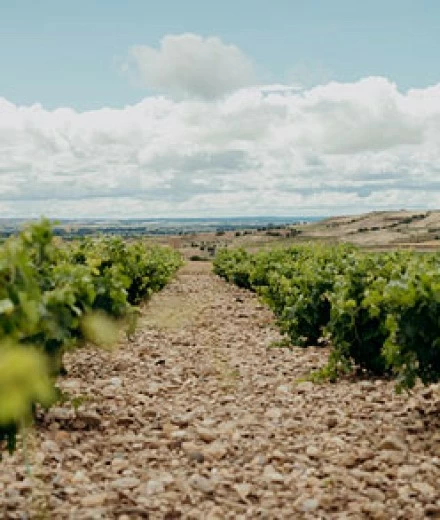 Vineyards that tell our story