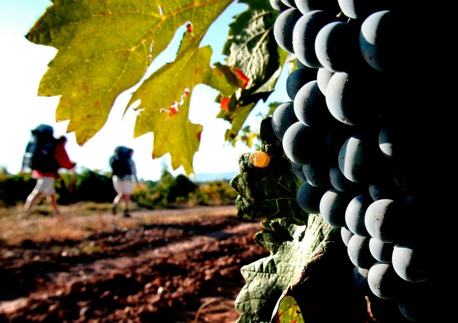 El vino en su paisaje (SÁB, DOM Y FESTIVOS CON CITA PREVIA)
