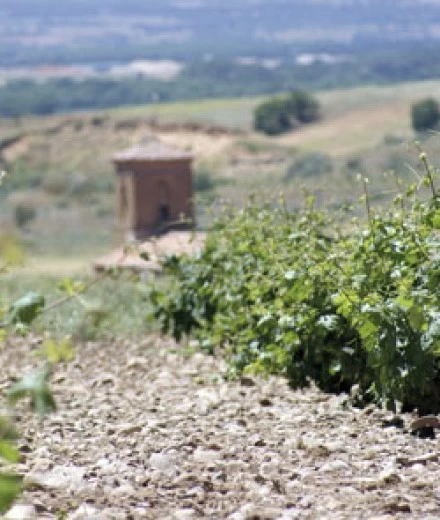 Vineyards that tell our story